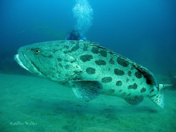 Huge Potato Bass with Diver in the back ground taken with... by Allen Walker 
